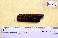 藏品(肢骨一段)的圖片